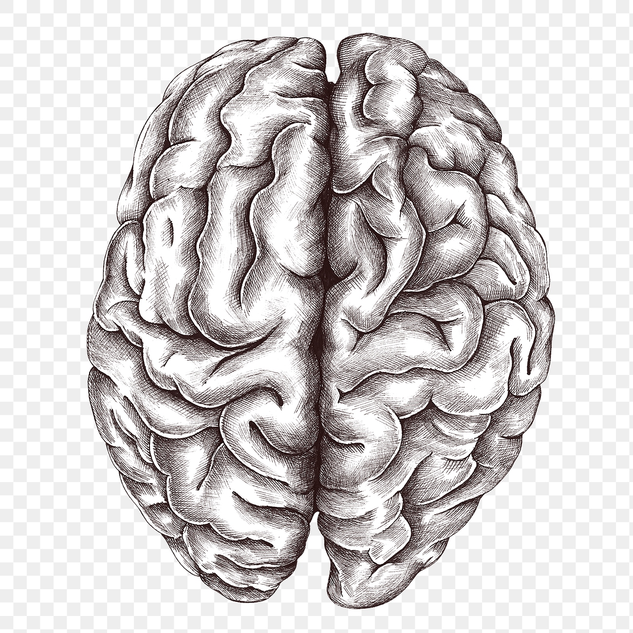 Hand drawn human brain design Free PNG Sticker rawpixel