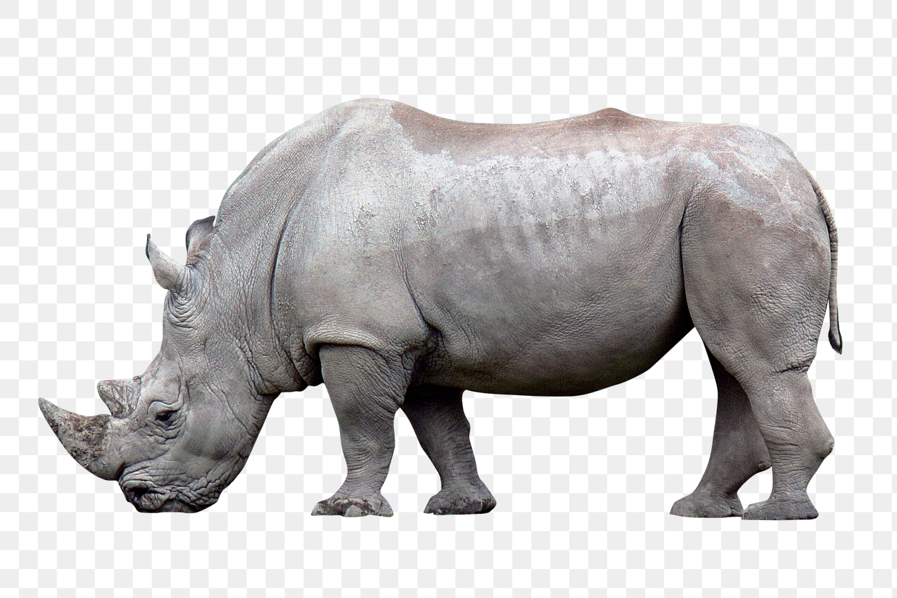 White rhinoceros png clipart, wildlife, | Free PNG - rawpixel