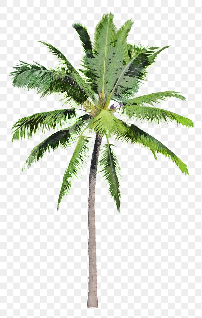 Palm tree png sticker, watercolor | Premium PNG - rawpixel
