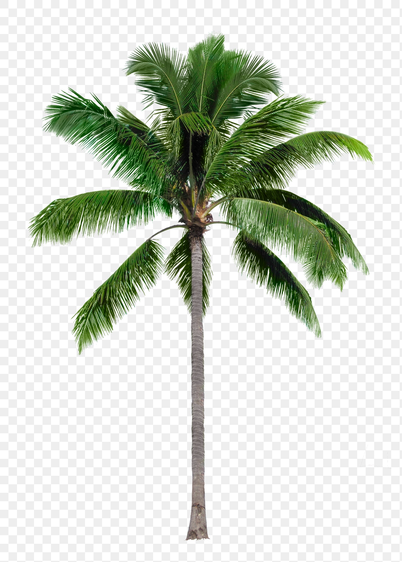 Palm tree png sticker, tropical | Free PNG - rawpixel