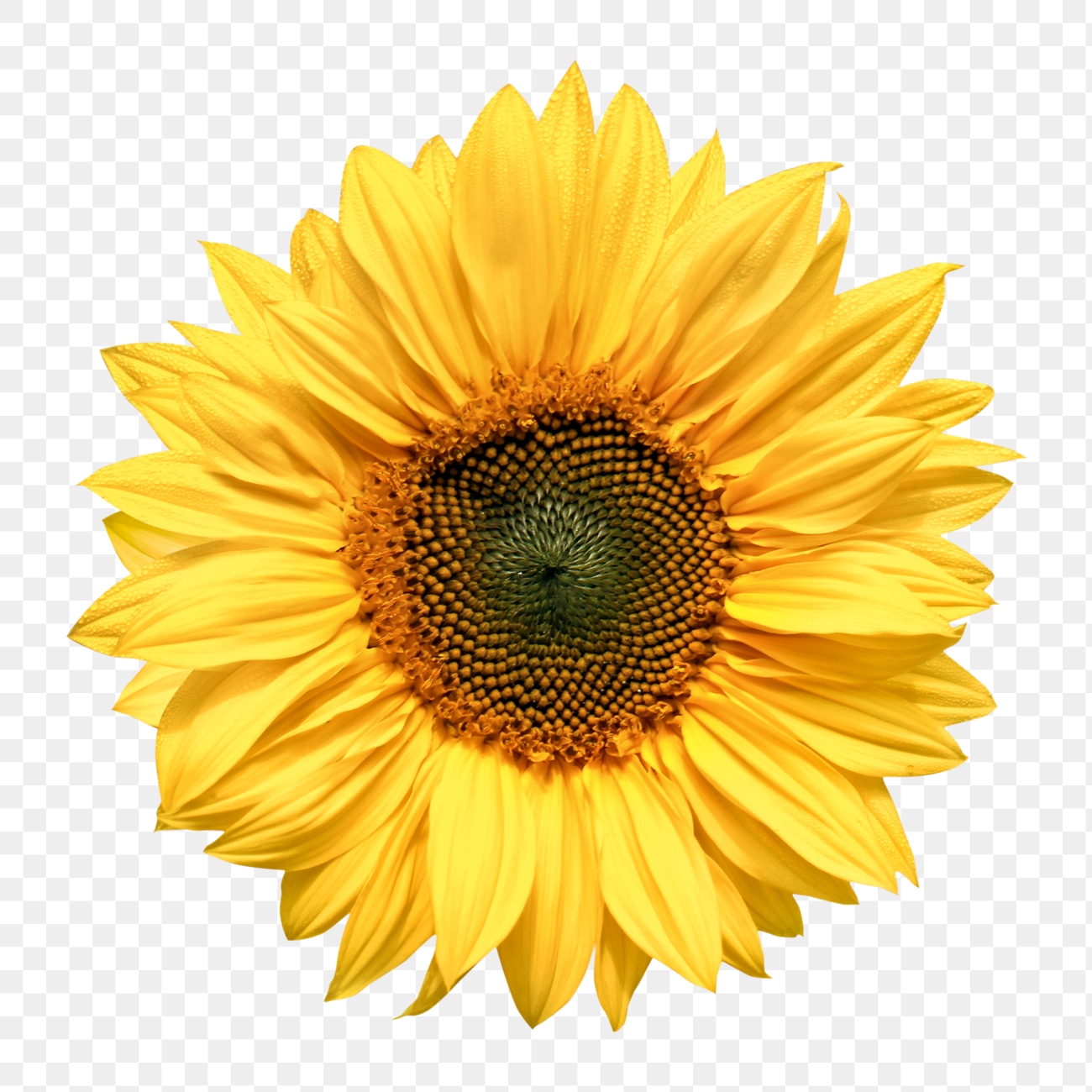 Sunflower png, yellow flower clipart, | Free PNG - rawpixel