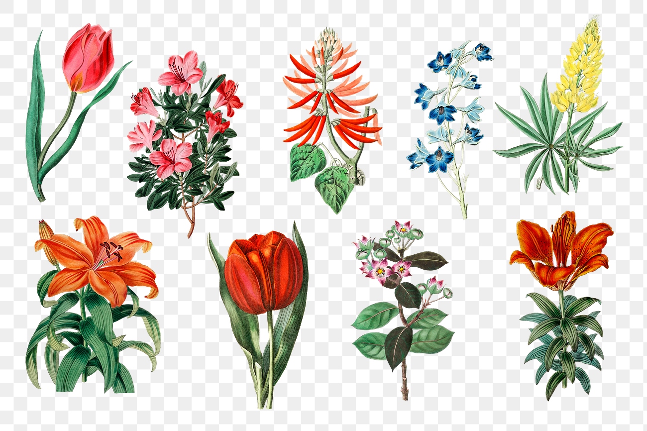 lupine-blooming-images-free-vectors-pngs-mockups-backgrounds