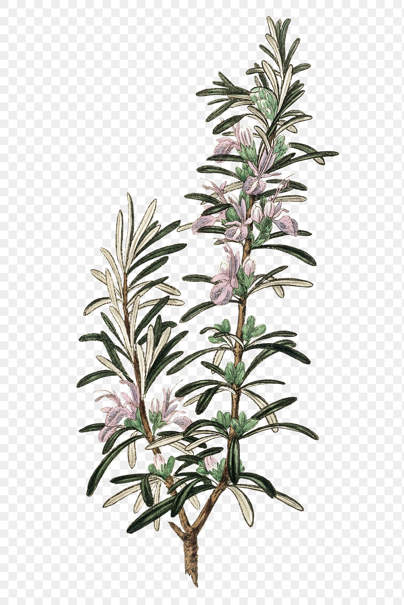 Cartoon rosemary pink flowers png sketch | Free stock illustration ...