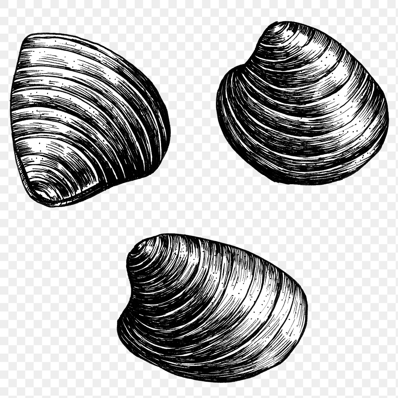 Clam bivalve mollusc png transparent | Free PNG - rawpixel