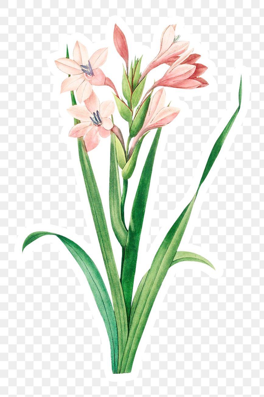 Sword lily flower sticker overlay | Premium PNG Sticker - rawpixel