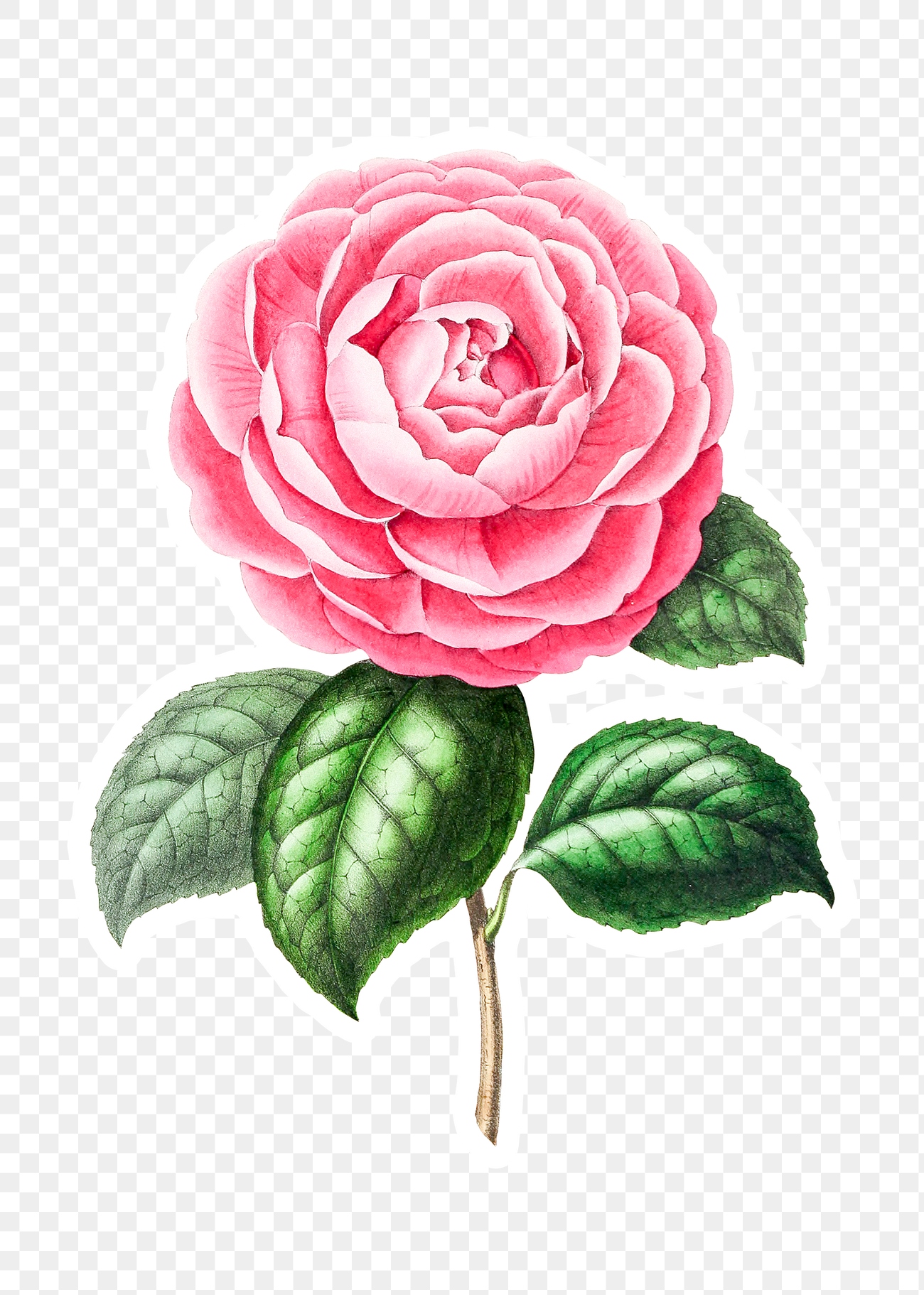 Vintage pink camellia flower sticker | Free PNG Sticker - rawpixel