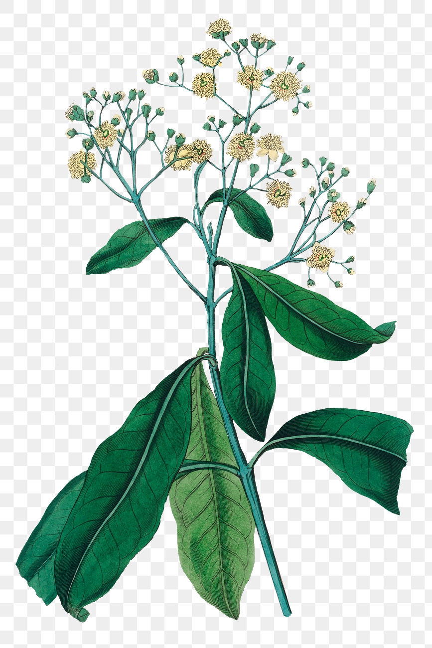 Yellow allspice flowers vintage png Free PNG Sticker rawpixel