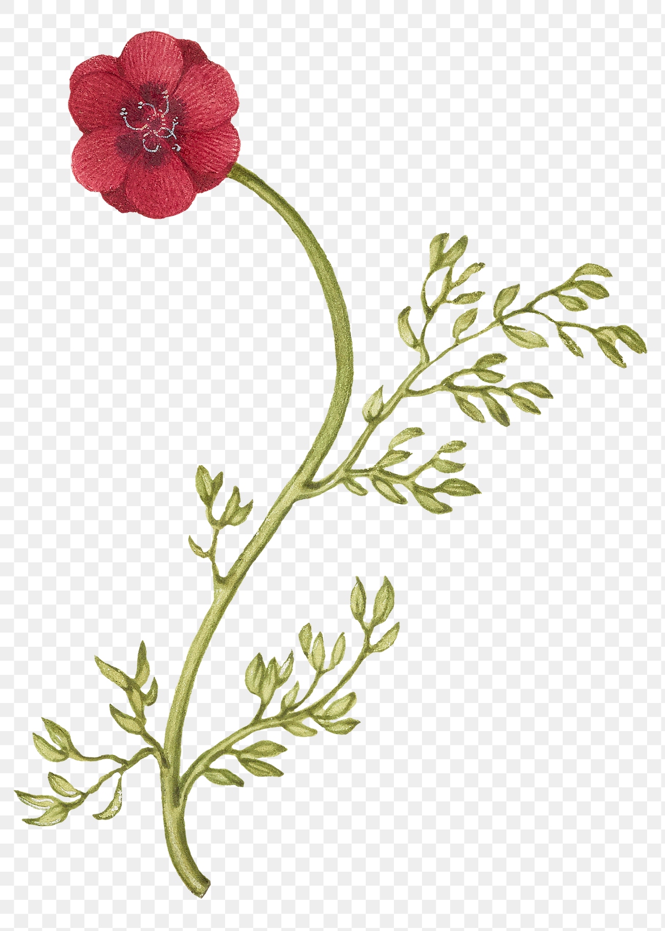 Vintage wild red flowers png | Premium PNG Sticker - rawpixel