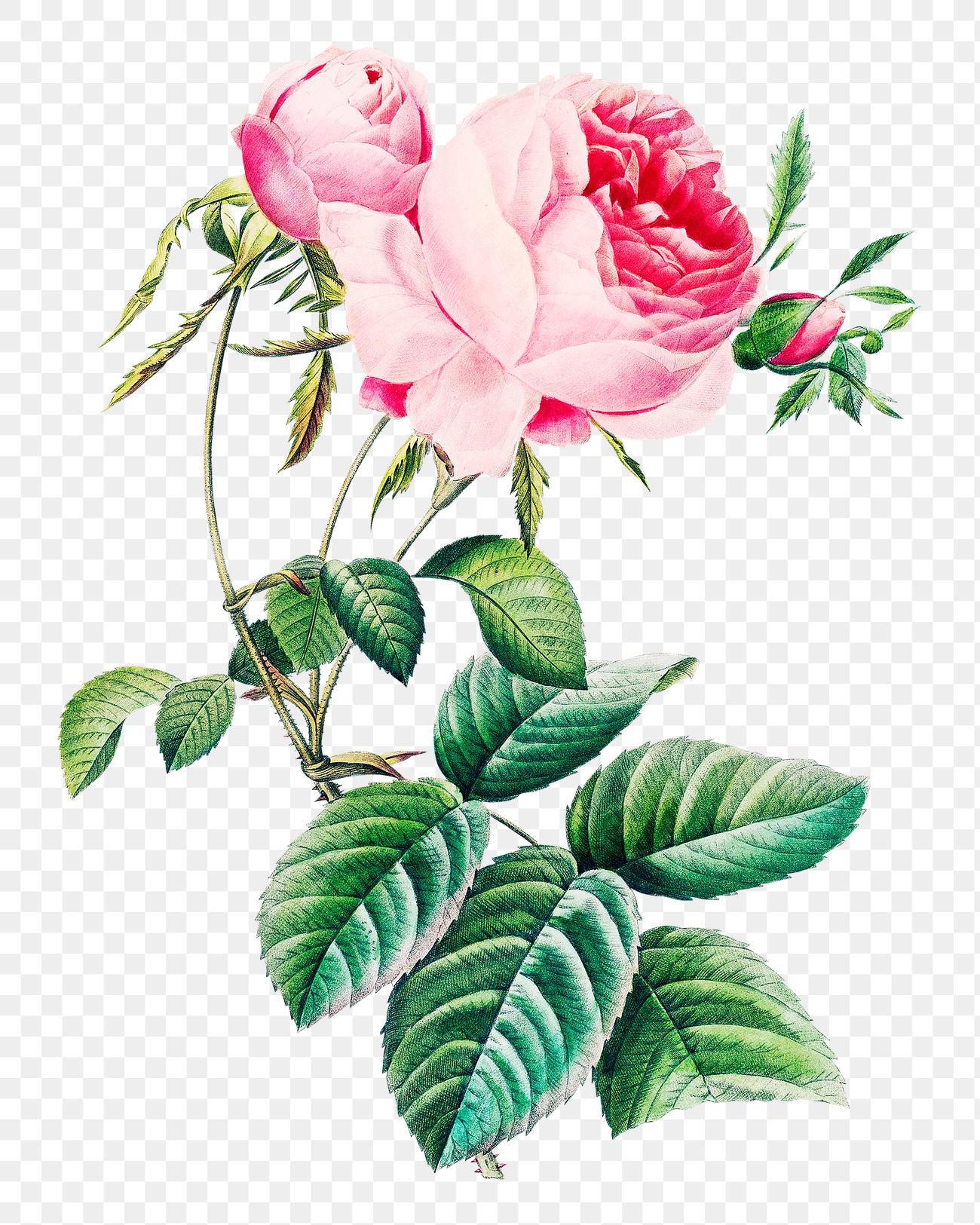 Cabbage rose flower png botanical | Premium PNG Sticker - rawpixel