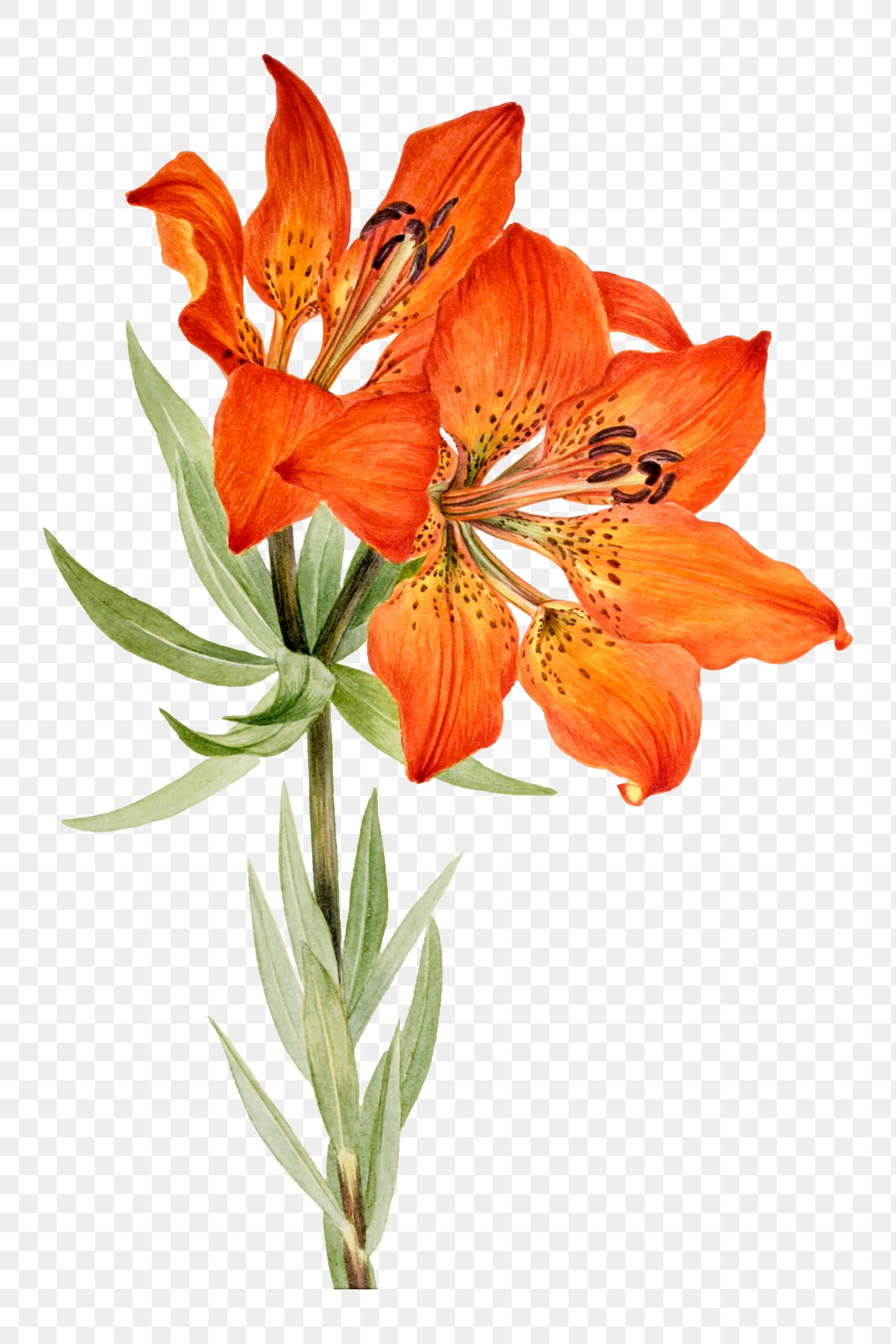 Red lily blossom png illustration | Premium PNG Sticker - rawpixel