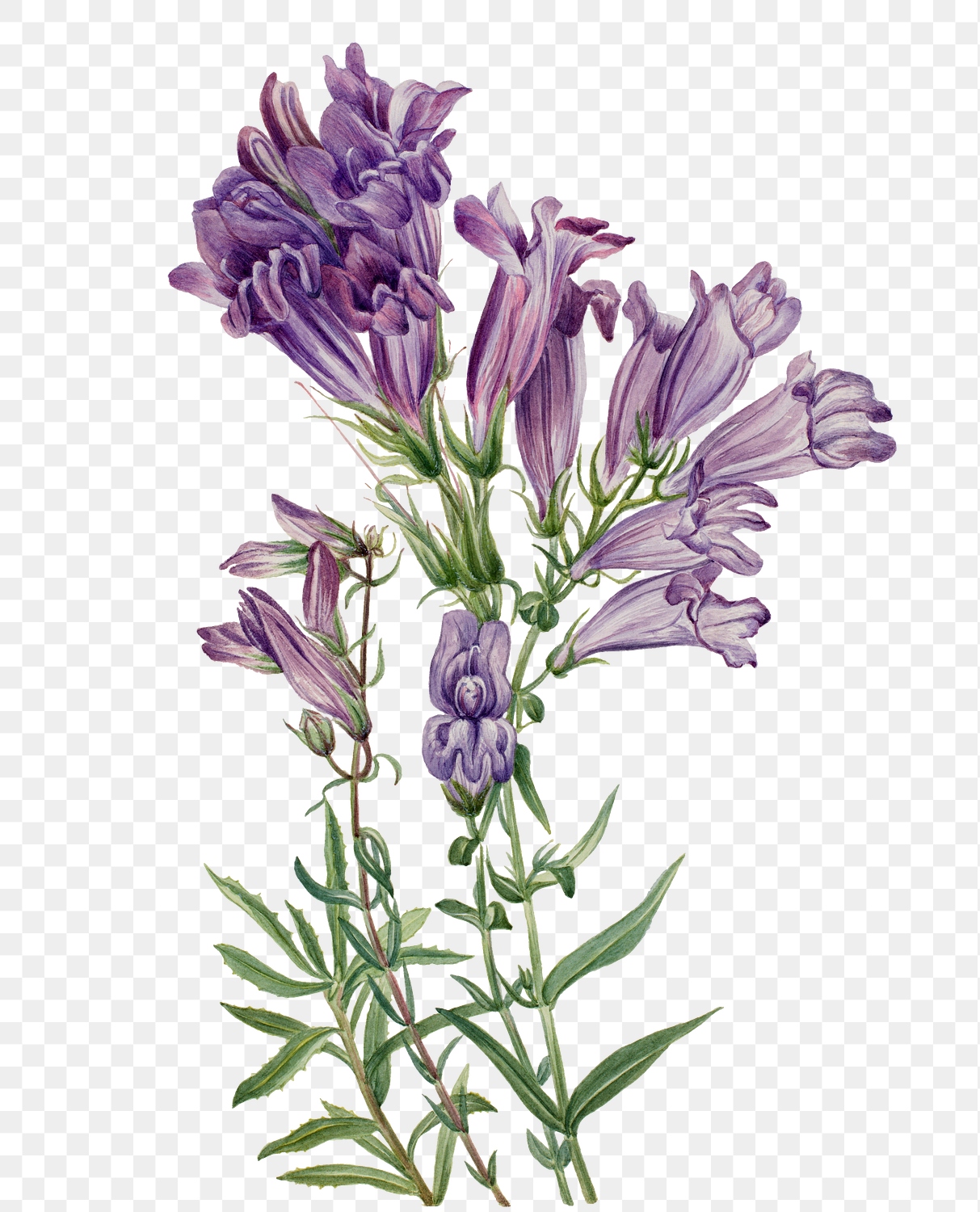 Purple pentstemon png botanical illustration | Premium PNG Sticker ...