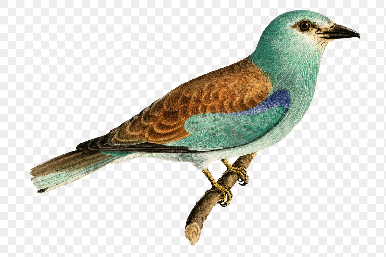 European roller vintage bird png | Premium PNG Sticker - rawpixel