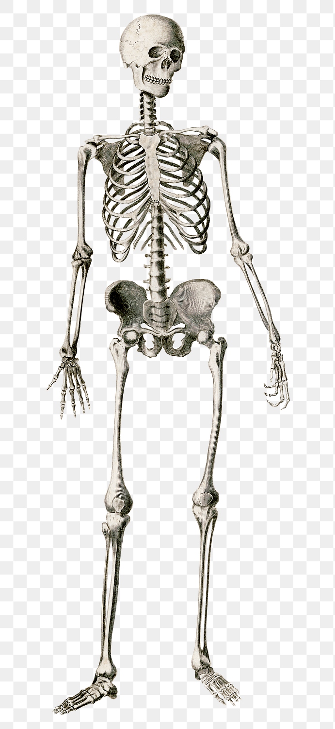 Vintage png human skeleton, remix | Premium PNG Sticker - rawpixel