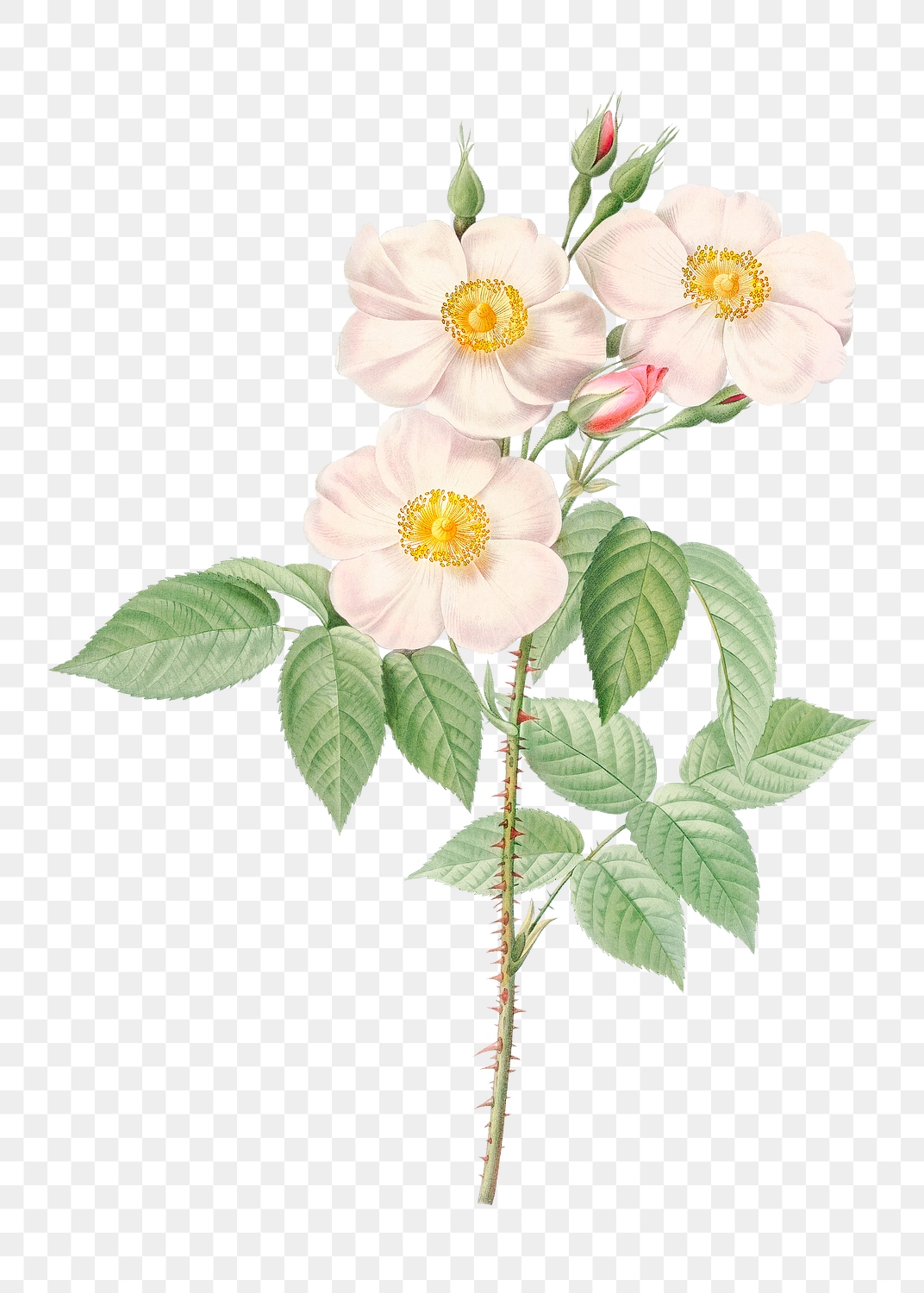 Rose of castile transparent png | Premium PNG Sticker - rawpixel