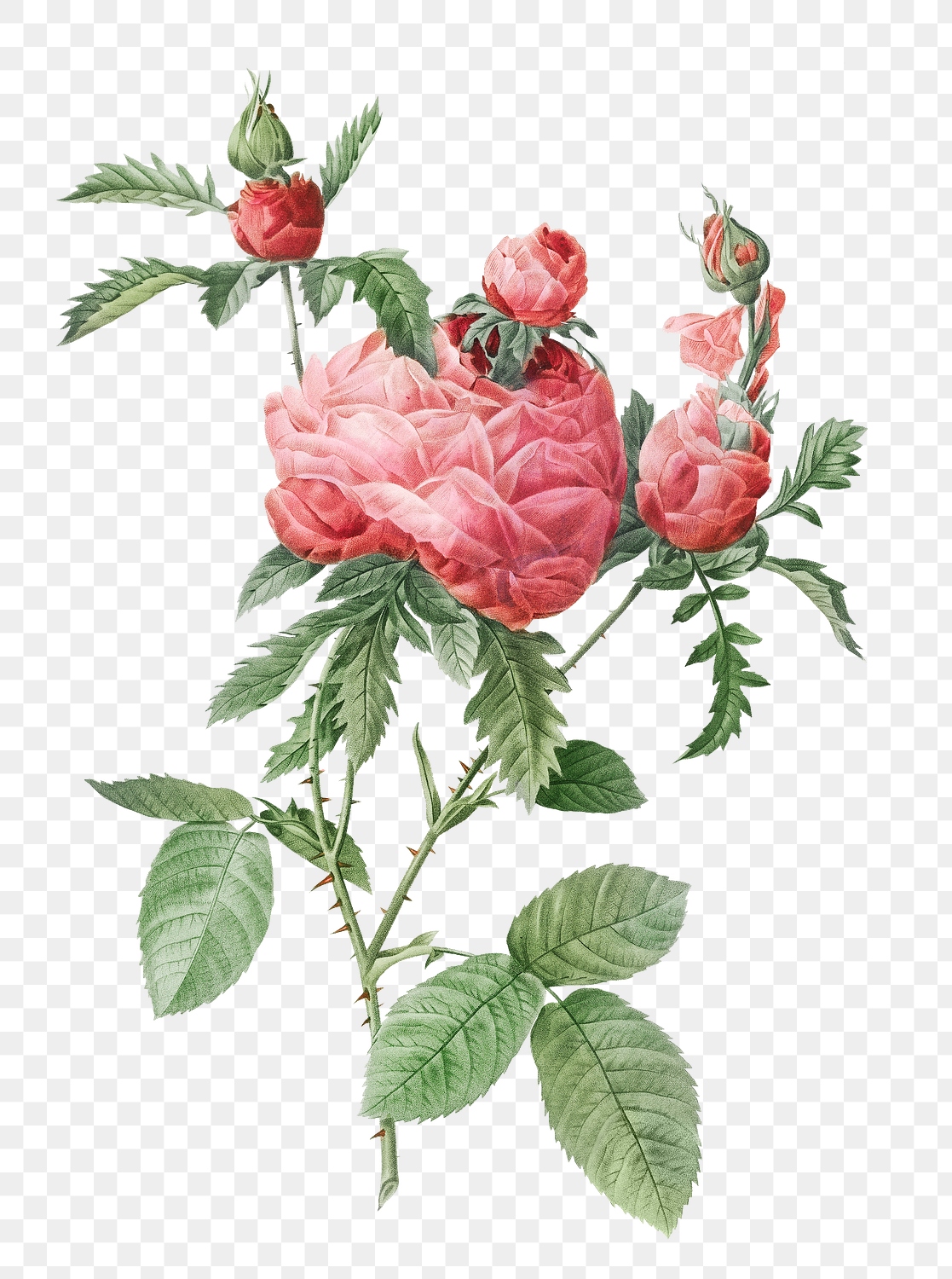 Vintage blooming cabbage rose transparent | Premium PNG Sticker - rawpixel