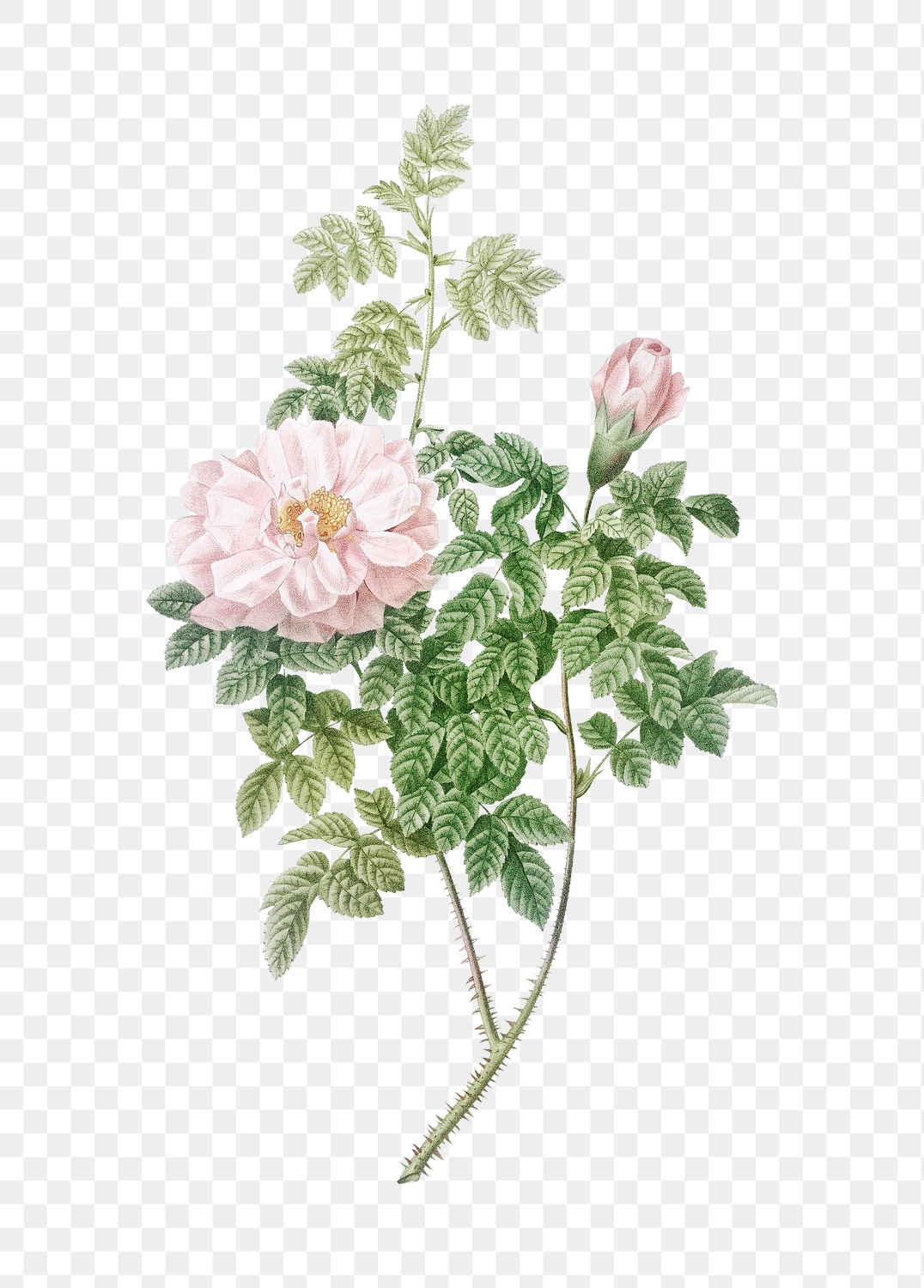 Vintage blooming ventenat's rose transparent | Premium PNG Sticker ...