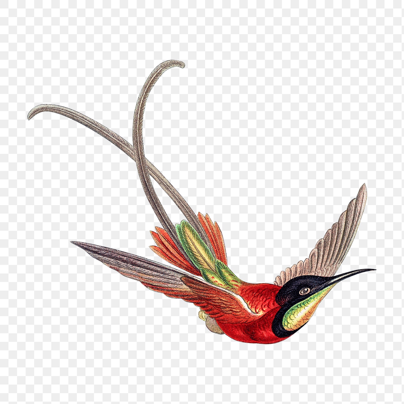 Colorful vintage hummingbird illustration transparent | Premium PNG ...