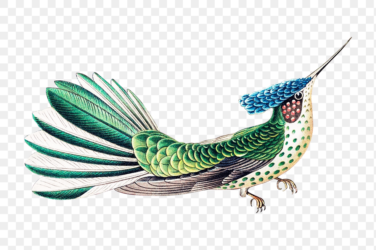 Colorful vintage hummingbird illustration transparent | Premium PNG ...