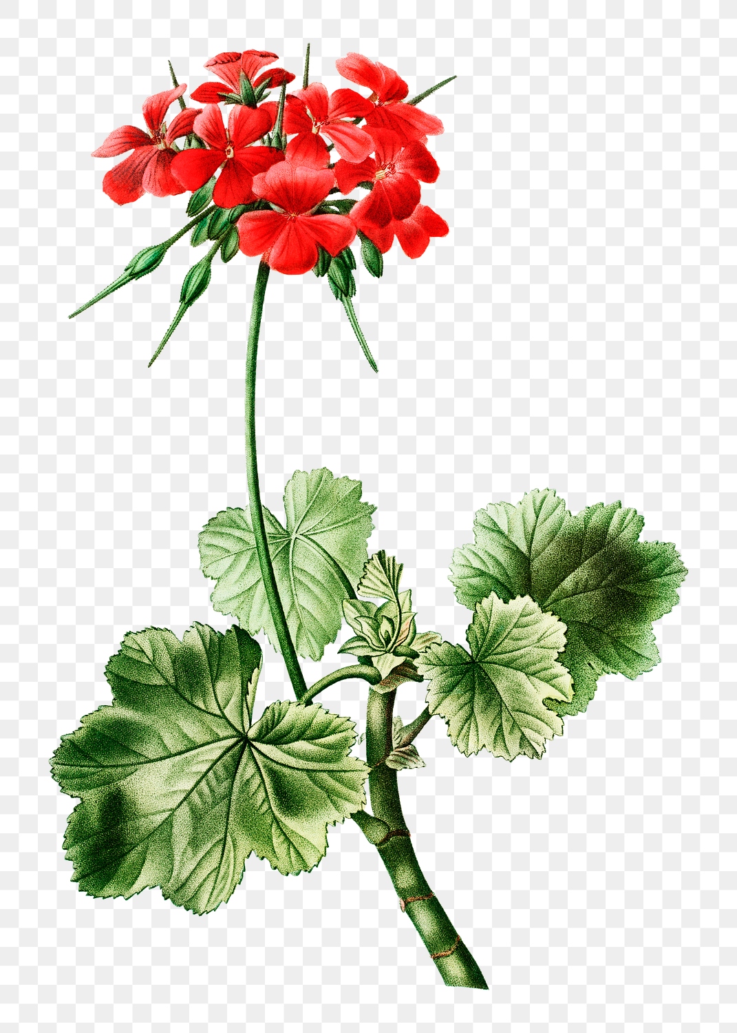 Scarlet geranium plant transparent png | Premium PNG Sticker - rawpixel