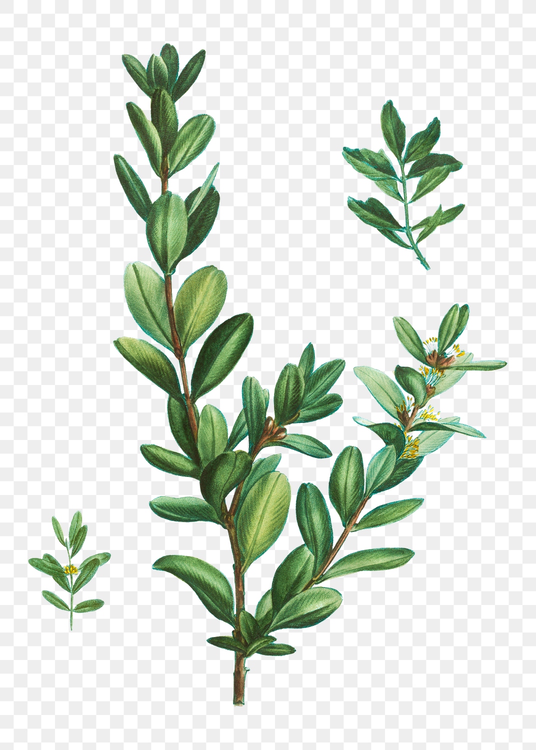 Buxus sempervirens tree transparent png | Premium PNG Sticker - rawpixel