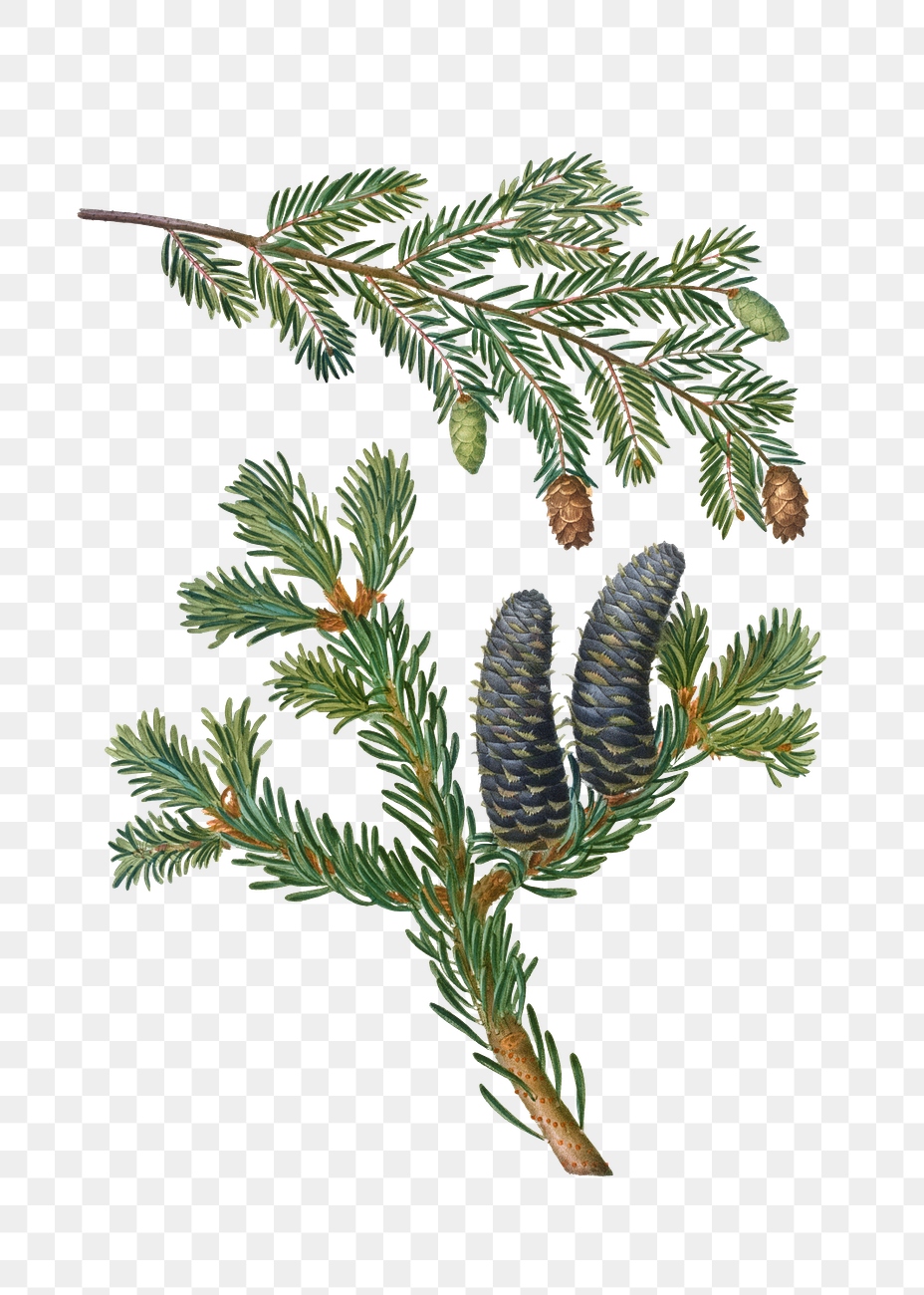 Conifer cones plant transparent png | Premium PNG Sticker - rawpixel