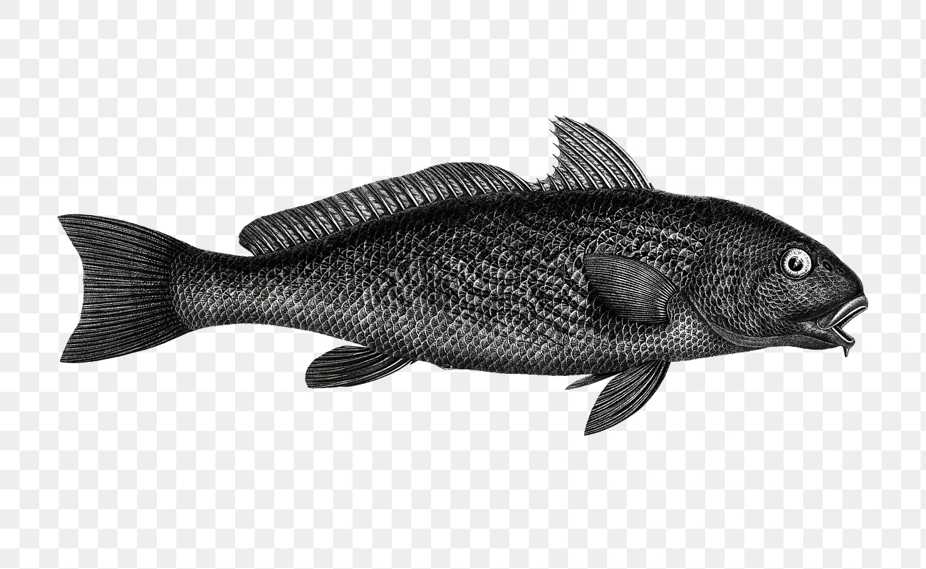 Black fish png illustration | Premium PNG Sticker - rawpixel