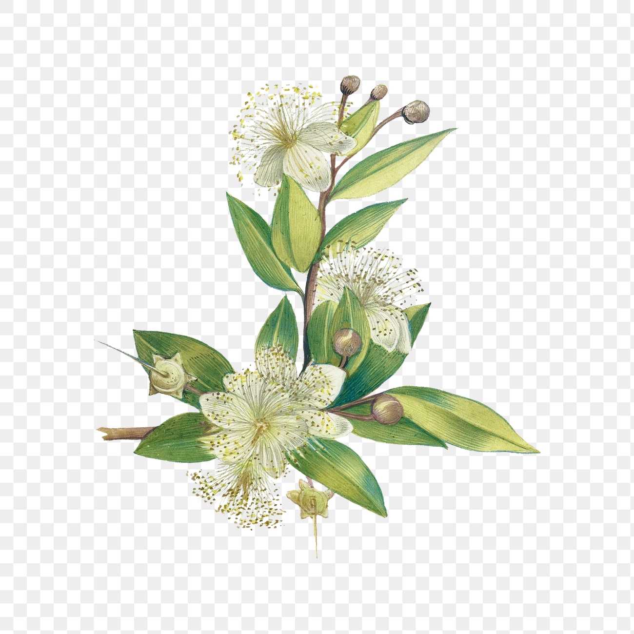 Myrtle branch vintage illustration transparent | Premium PNG Sticker ...