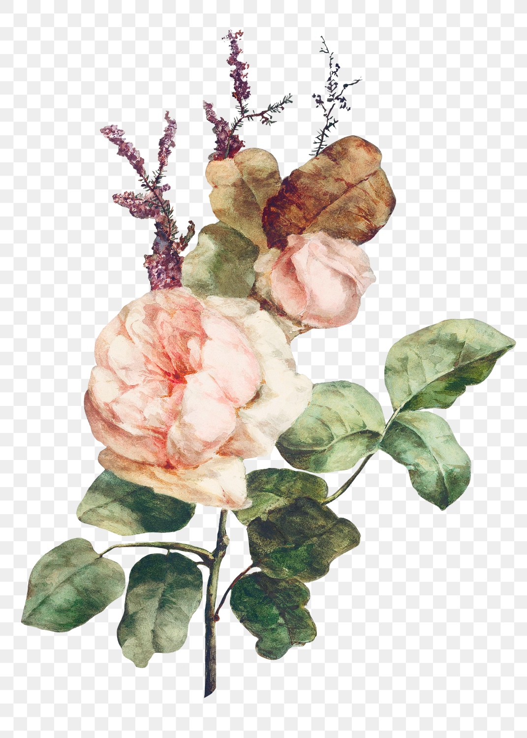 Rose flower bouquet illustration transparent | Premium PNG Sticker ...