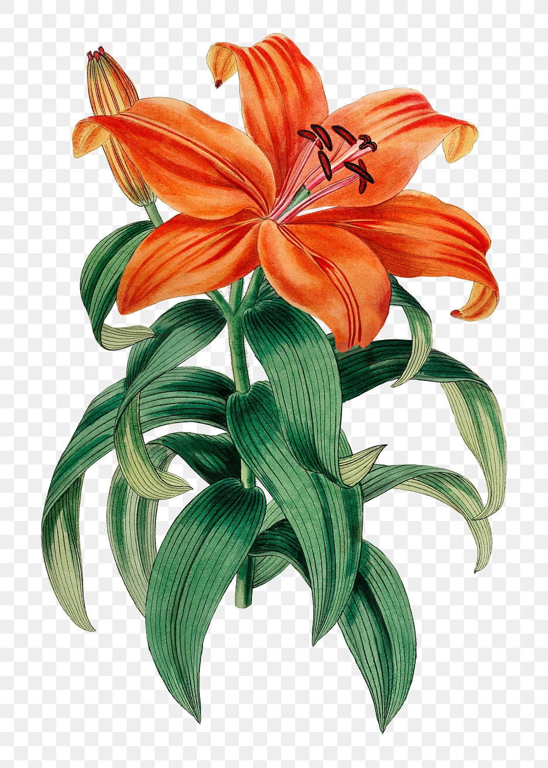 Orange lily flower png vintage | Premium PNG Sticker - rawpixel