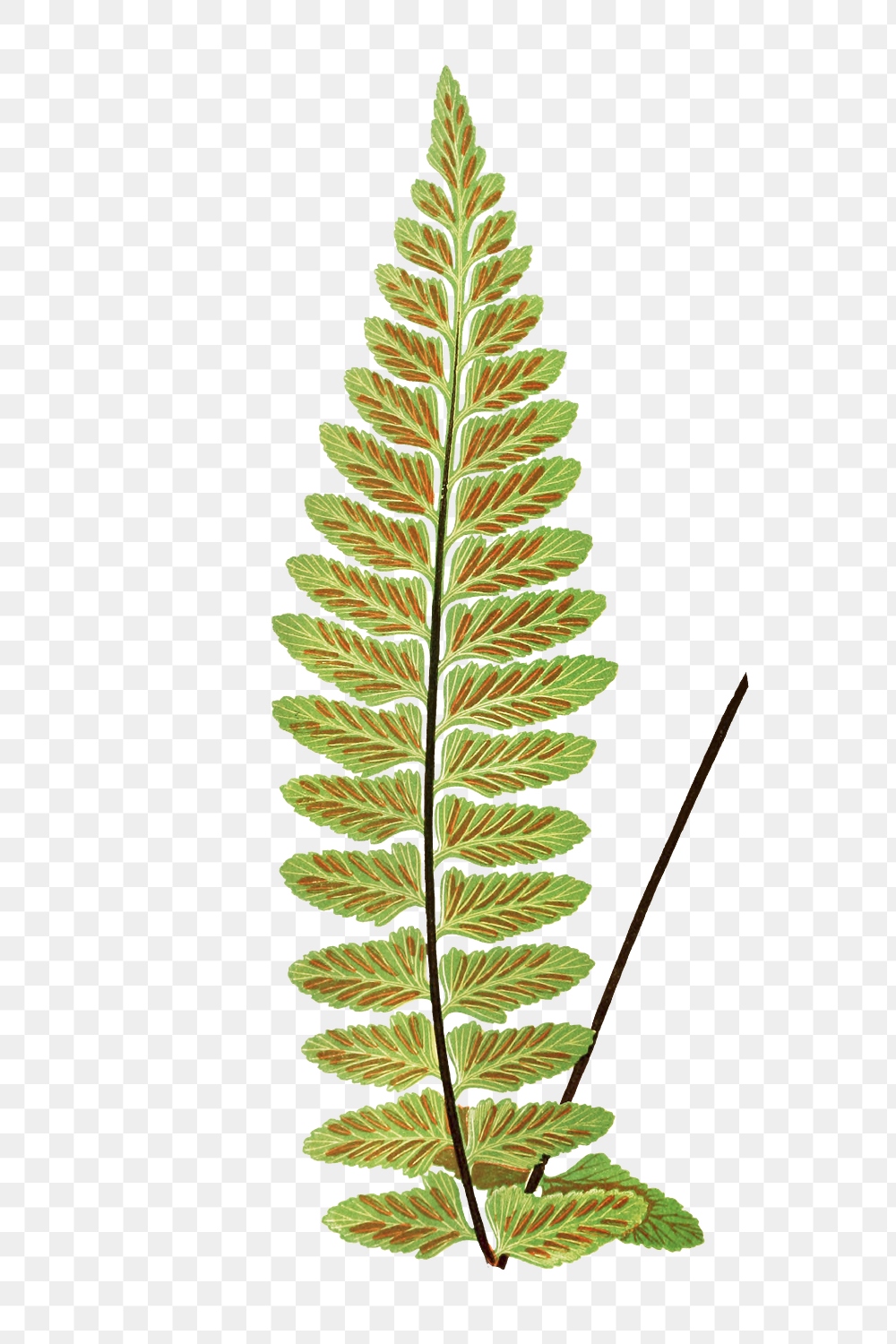 Asplenium Marinum (Sea Spleenwort) fern | Premium PNG Sticker - rawpixel