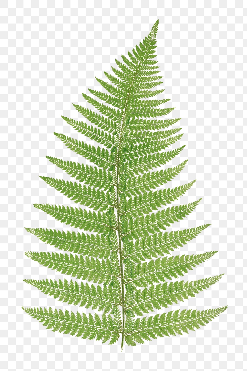 Aspidium Angulare Fern Leaf Illustration 