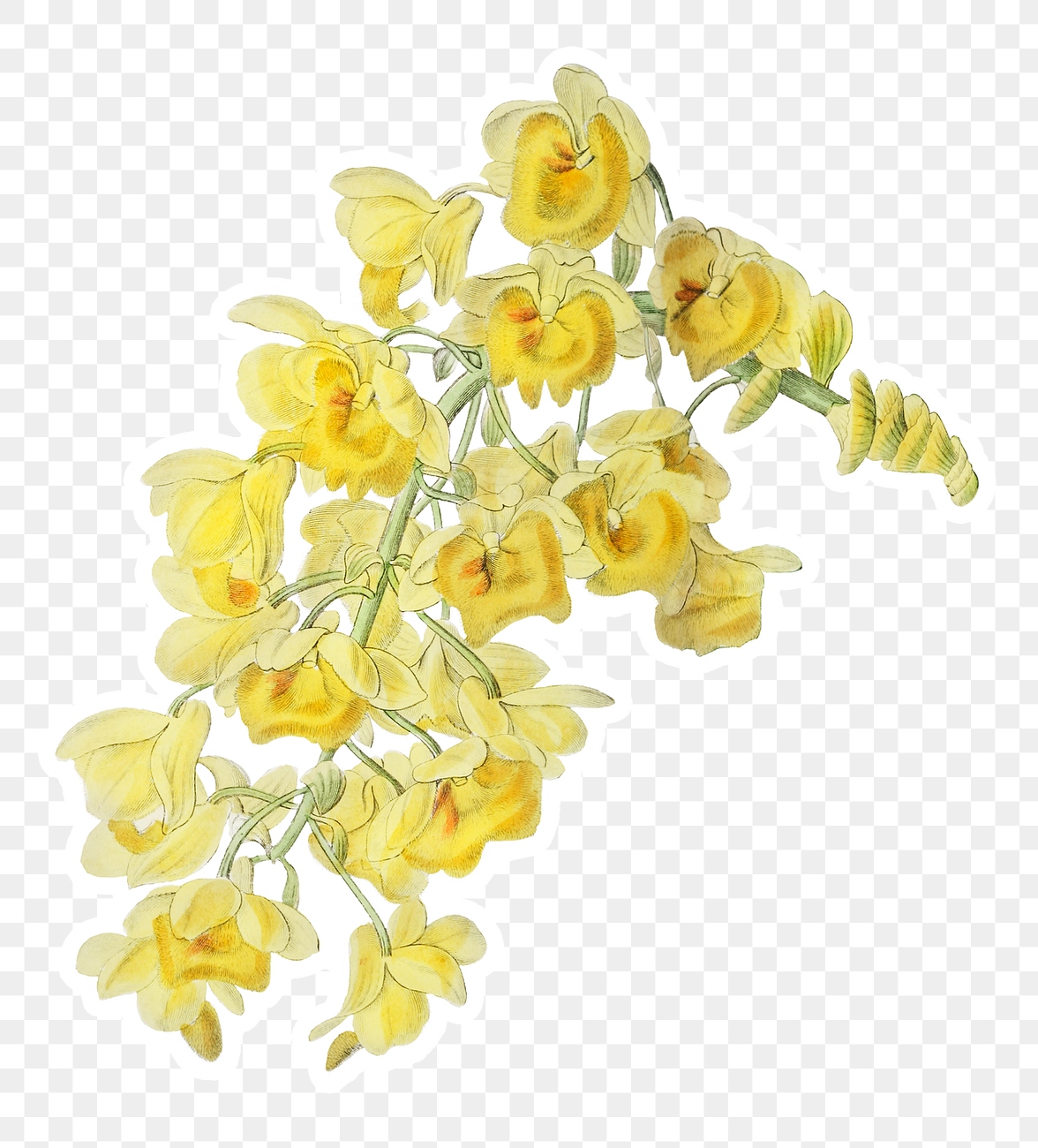 Blooming dendrobium orchid png illustration | Free PNG Sticker - rawpixel