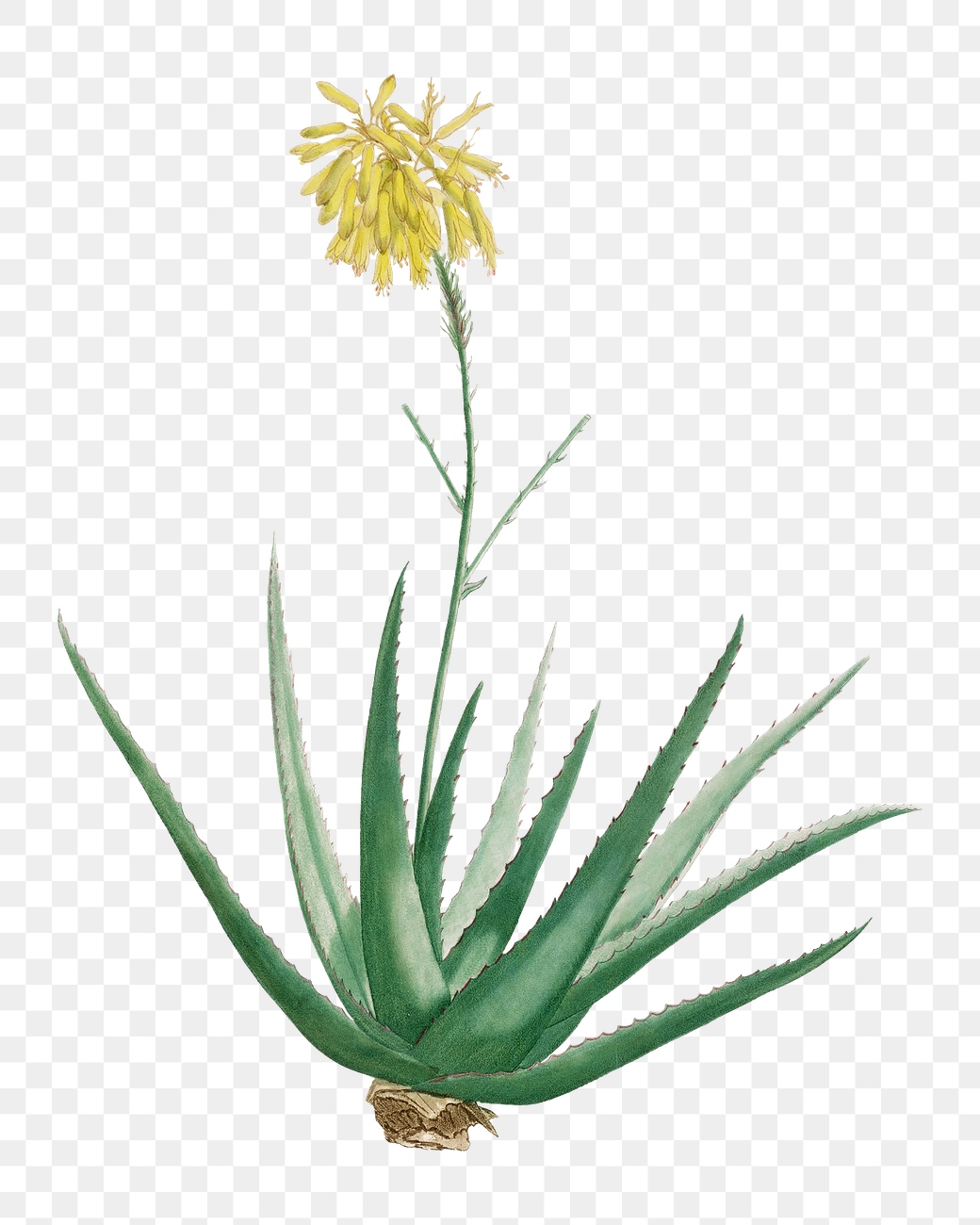 Hand drawn Aloe Vulgaris (Aloe | Premium PNG Sticker - rawpixel