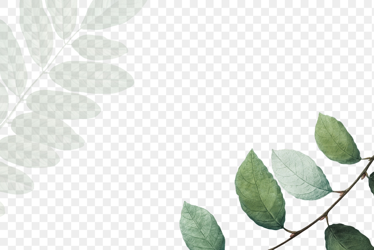 Tropical botanic leaves background illustration | Free PNG - rawpixel