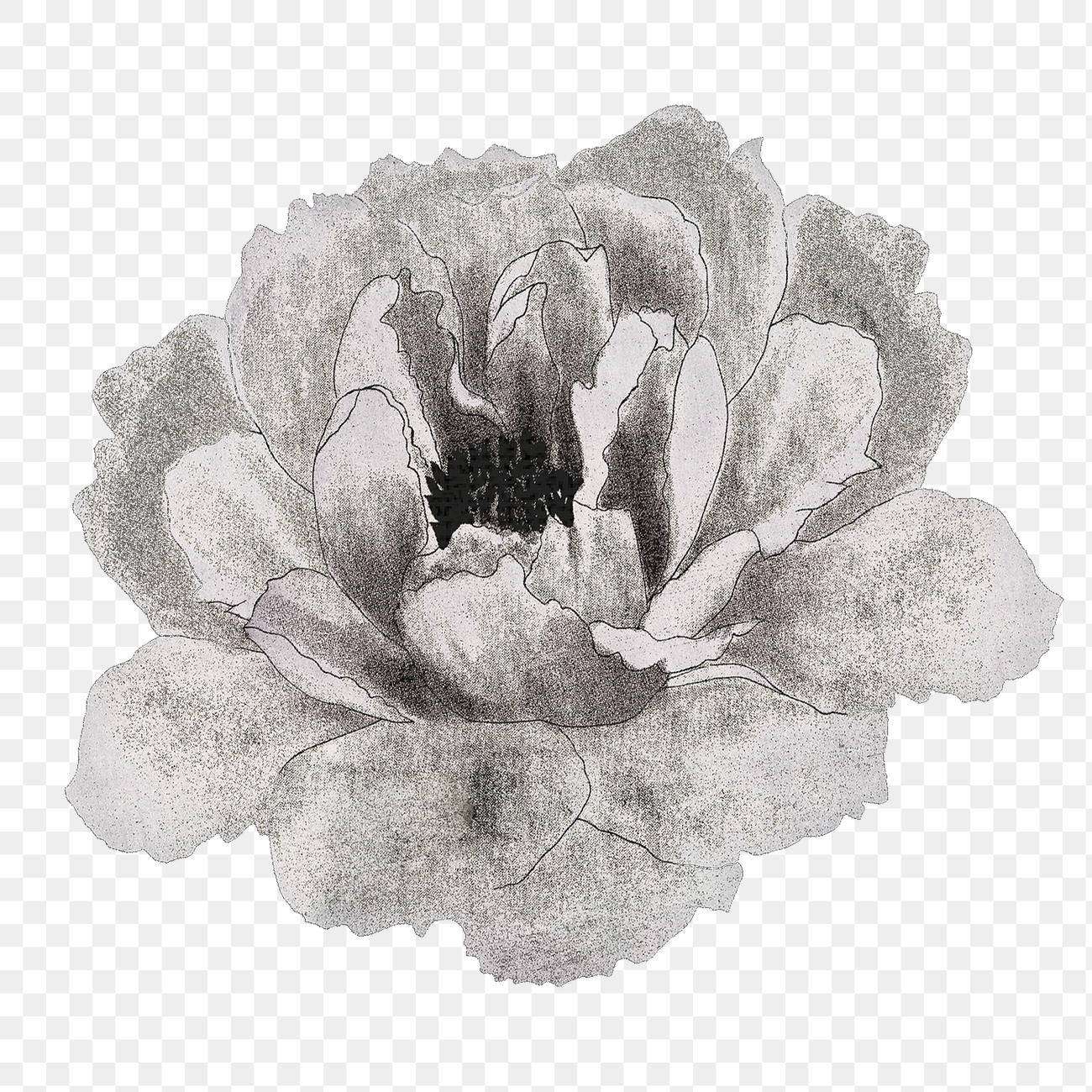 Peony png sticker, aesthetic flower | Premium PNG Sticker - rawpixel