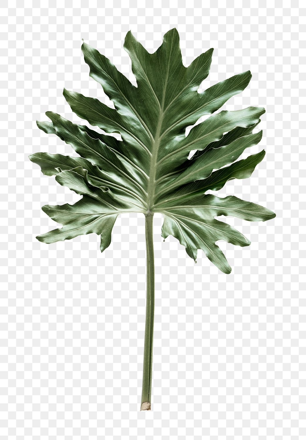 Philodendron xanadu leaf on white | Premium PNG Sticker - rawpixel