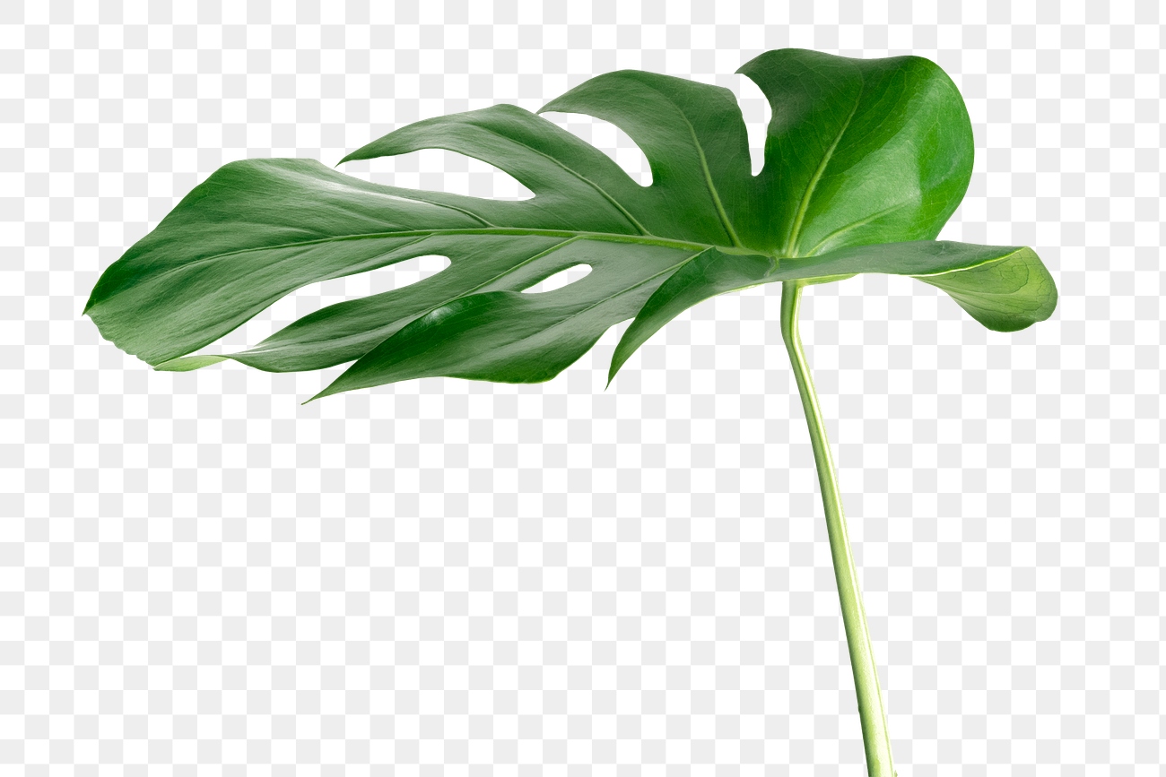 Split leaf philodendron, monstera plant | Premium PNG Sticker - rawpixel