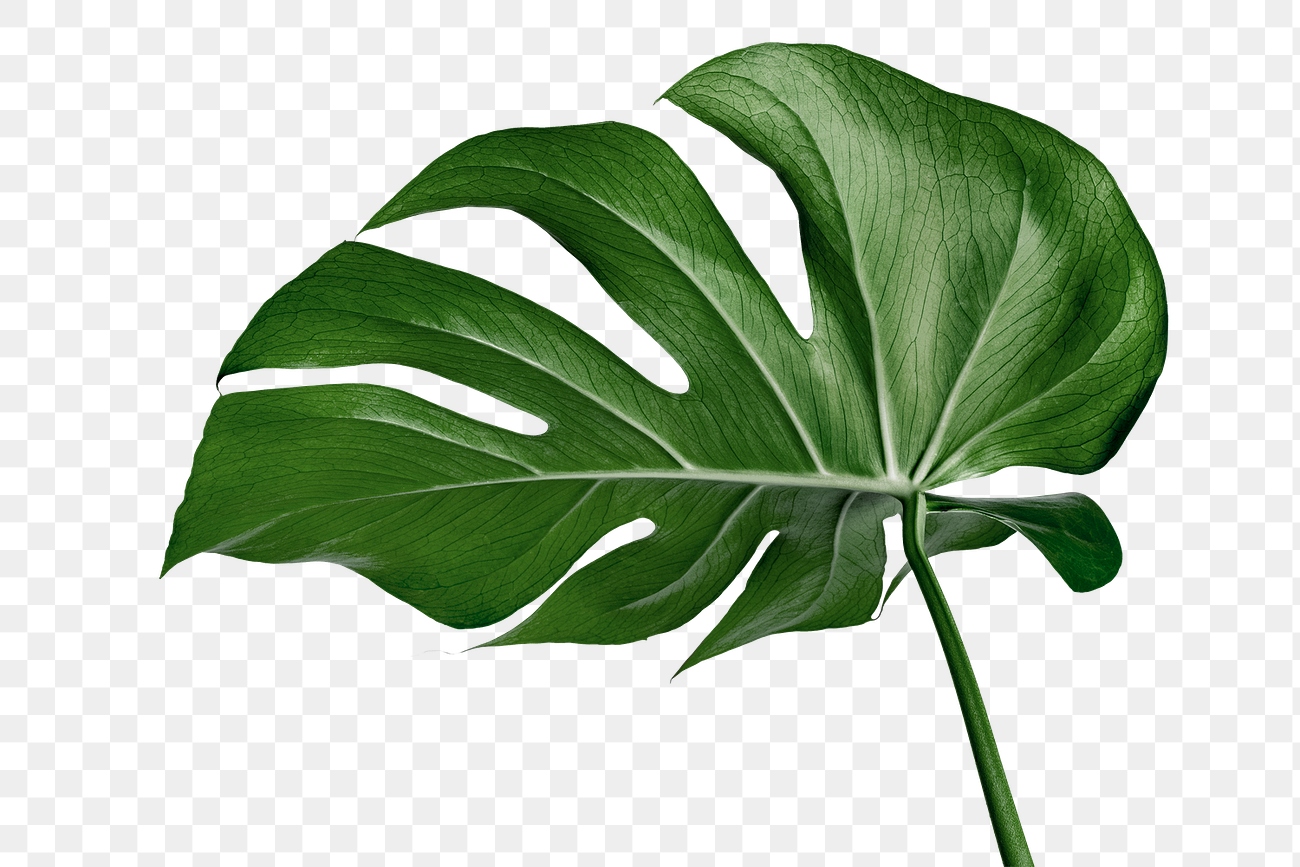 Split leaf philodendron, monstera plant | Premium PNG Sticker - rawpixel