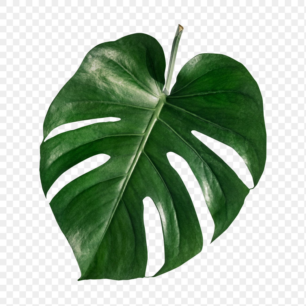 Split leaf philodendron, monstera plant | Premium PNG Sticker - rawpixel