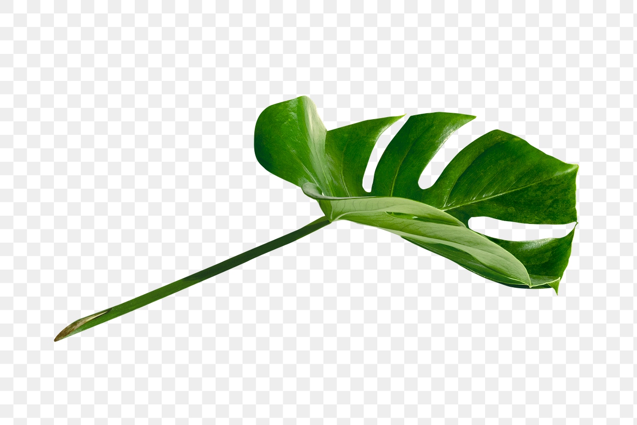 Split leaf philodendron, monstera plant | Free PNG Sticker - rawpixel