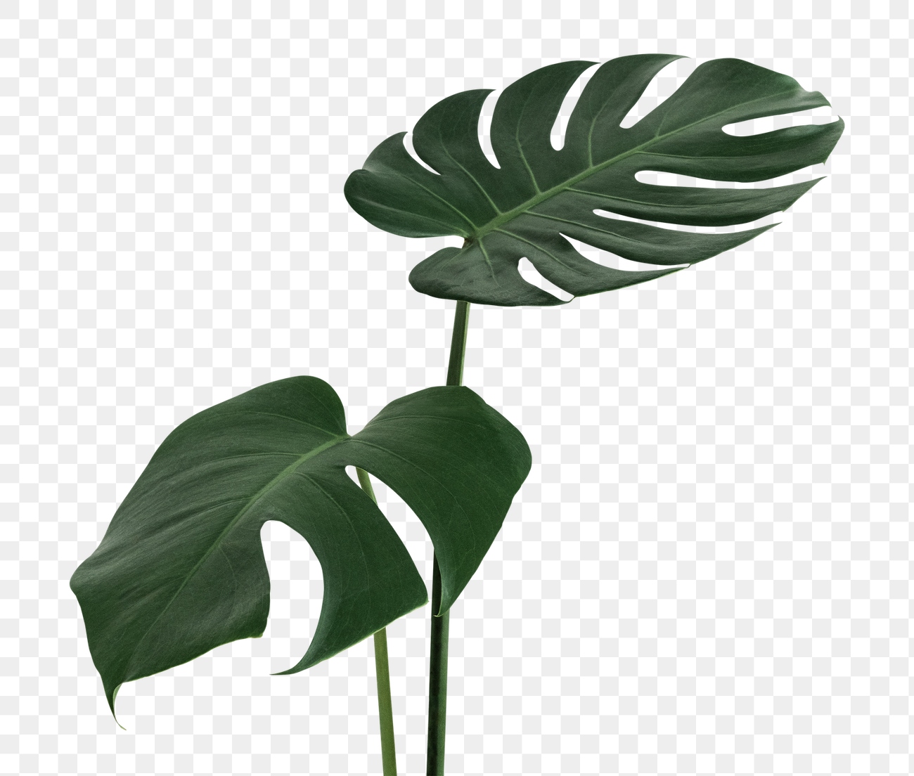 Split leaf philodendron, monstera plant | Premium PNG Sticker - rawpixel