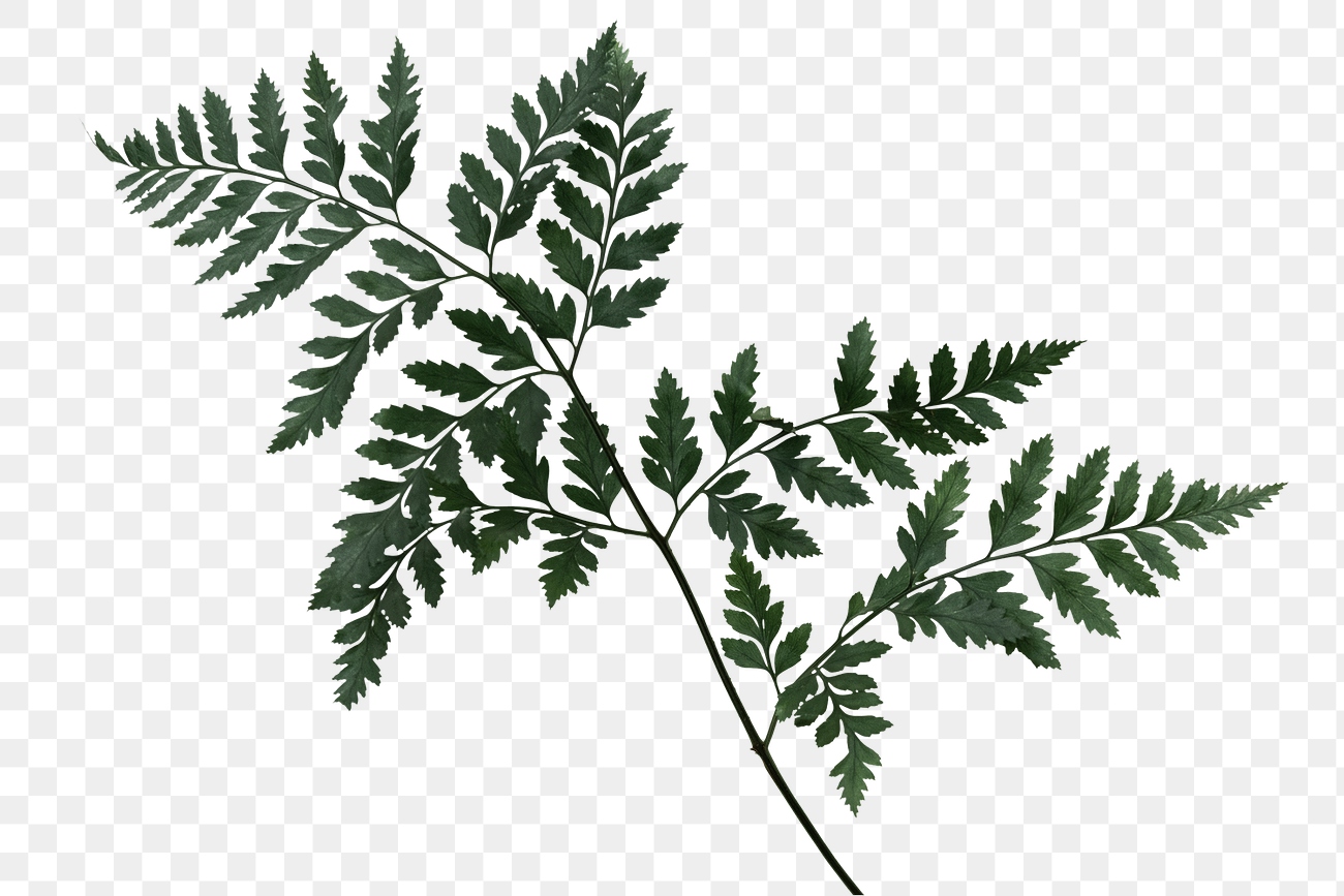 Fresh green leatherleaf fern design | Premium PNG Sticker - rawpixel