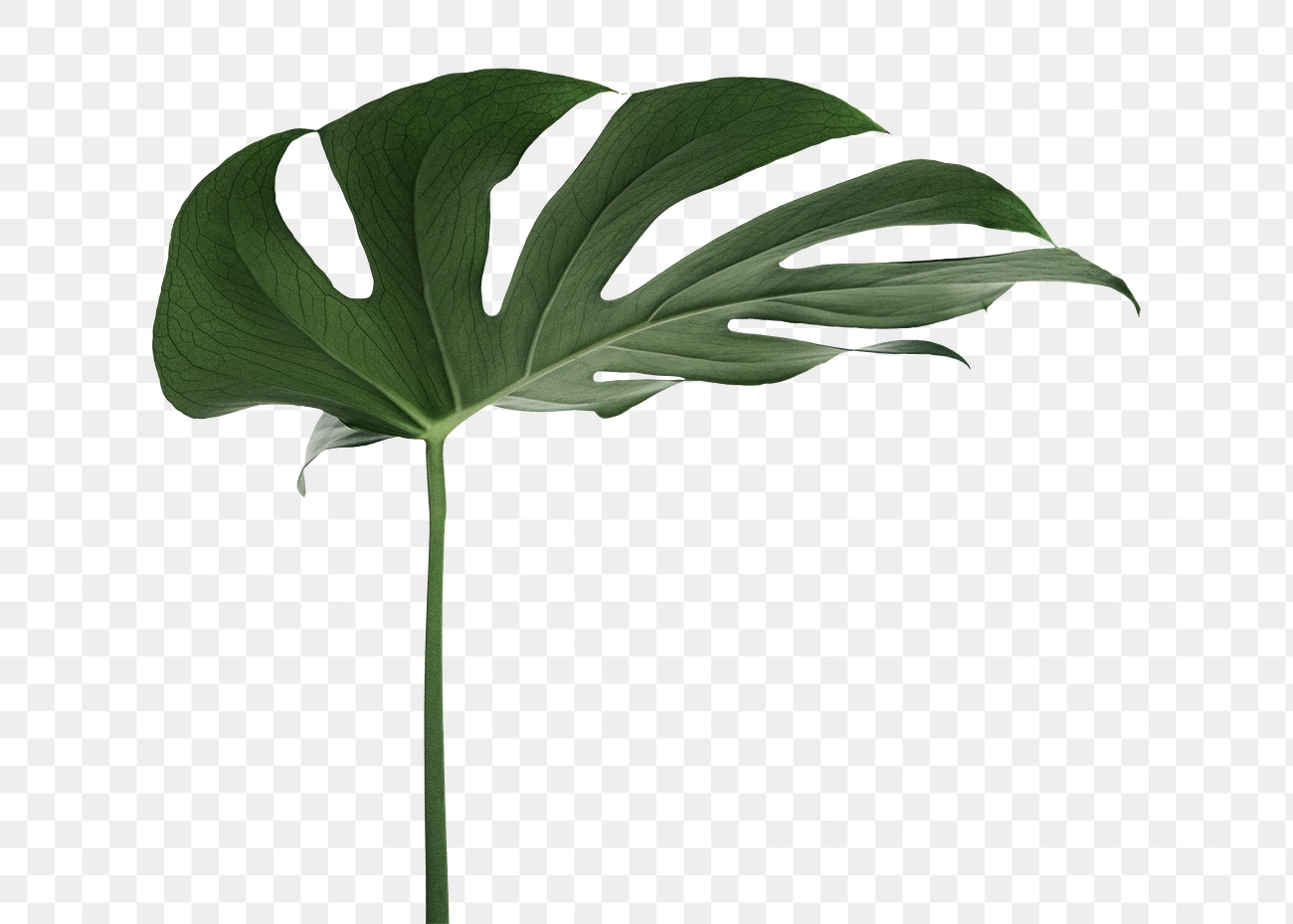 Split leaf philodendron, monstera plant | Premium PNG Sticker - rawpixel