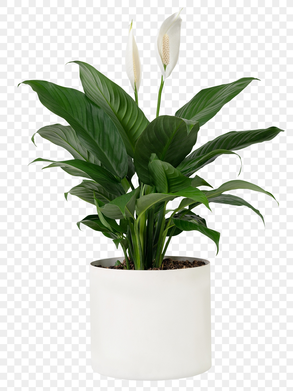 Peace lily plant png mockup | Premium PNG Sticker - rawpixel