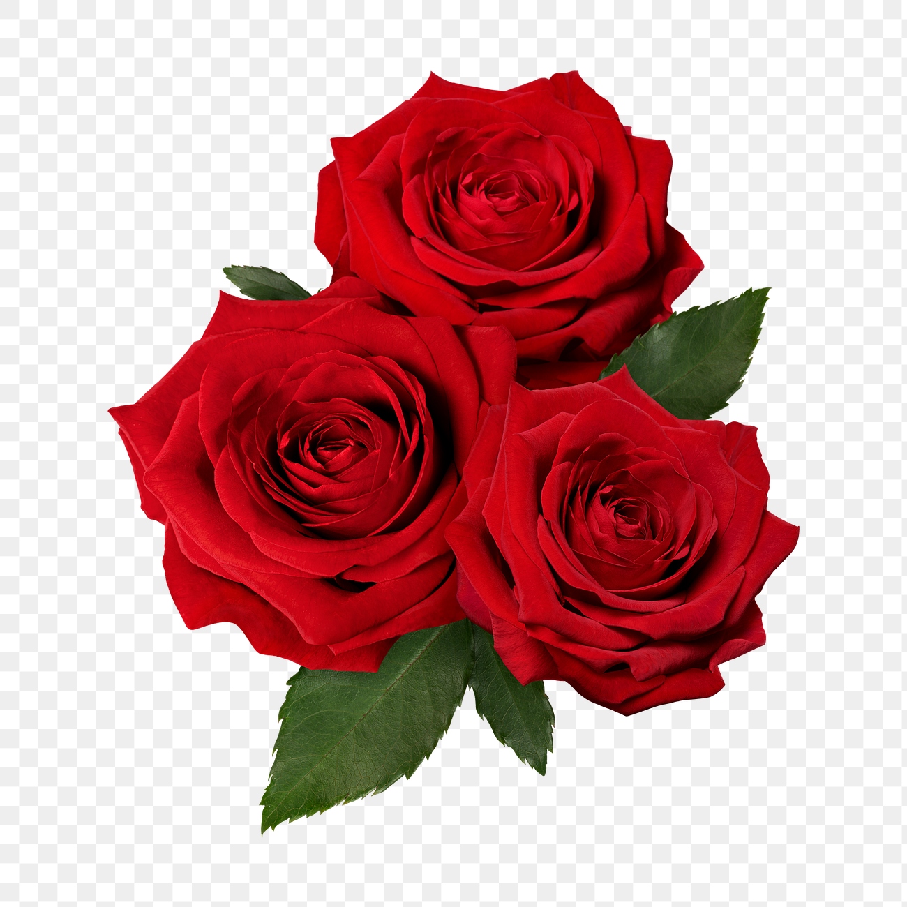 Red rose png, valentine's flower | Premium PNG - rawpixel