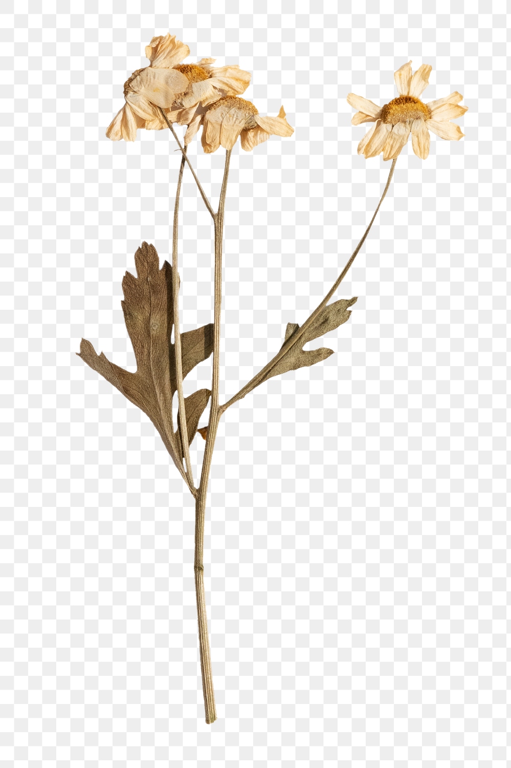 Dried daisy flower design element | Premium PNG Sticker - rawpixel