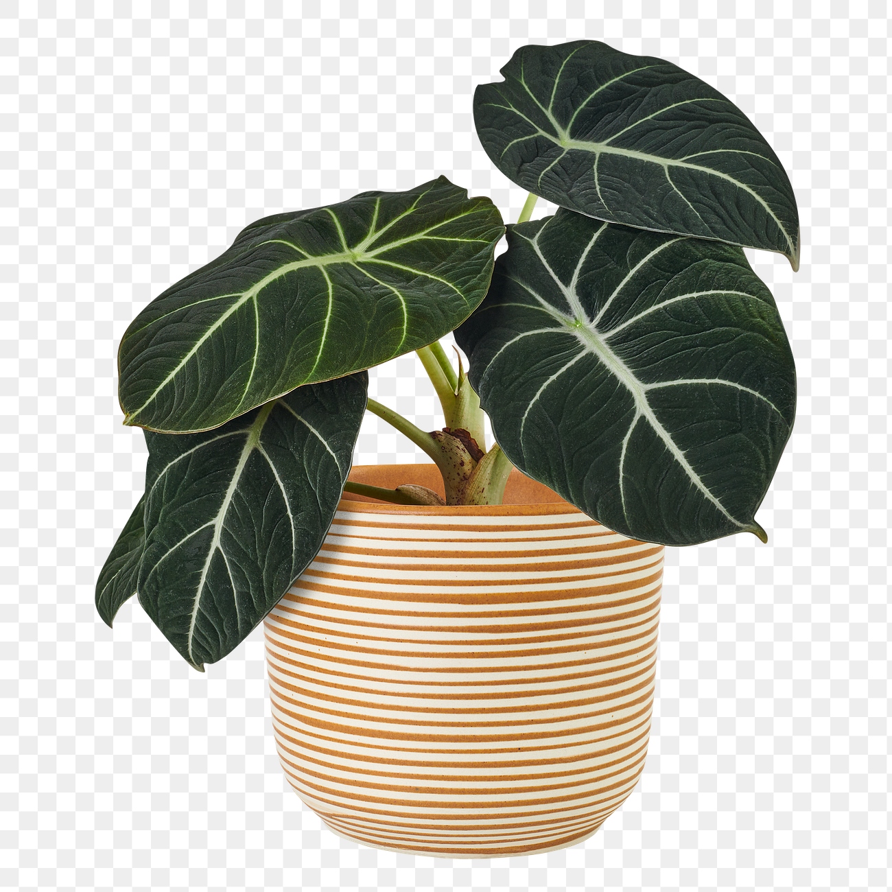 Black velvet alocasia png mockup | Premium PNG Sticker - rawpixel