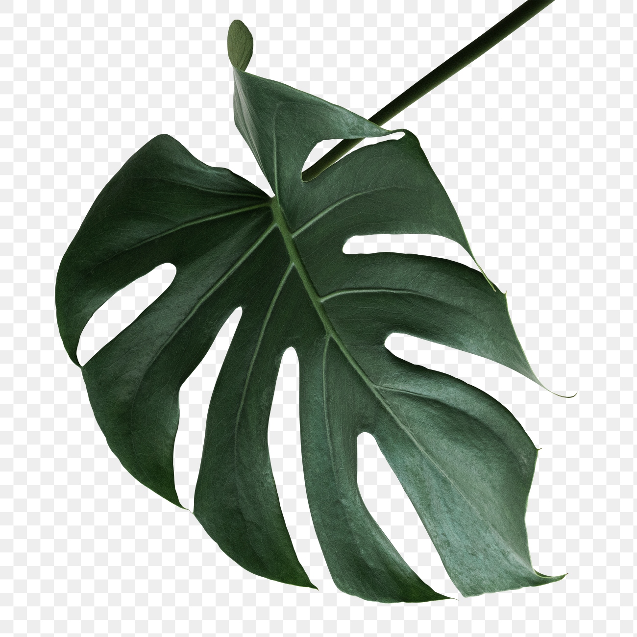 Split leaf philodendron, monstera plant | Premium PNG Sticker - rawpixel