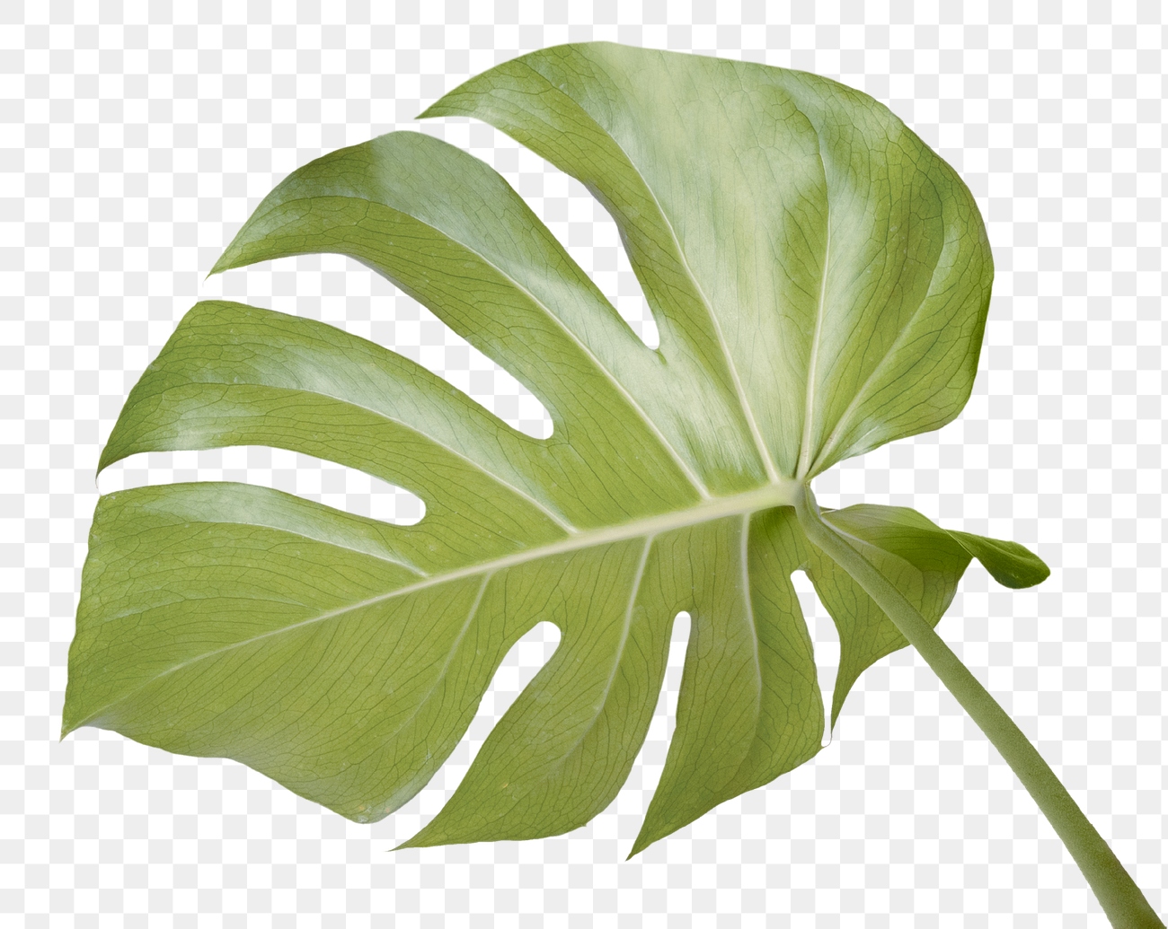 Split leaf philodendron, monstera plant | Premium PNG Sticker - rawpixel