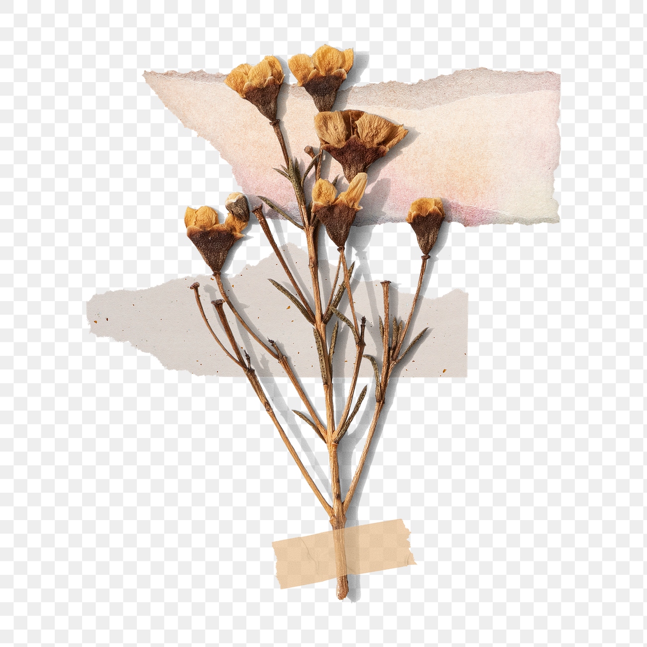 Dried flower png clipart, Autumn | Premium PNG Sticker - rawpixel